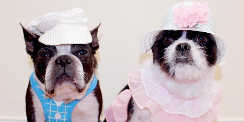 Kentucky Dog Derby on the Esplanade