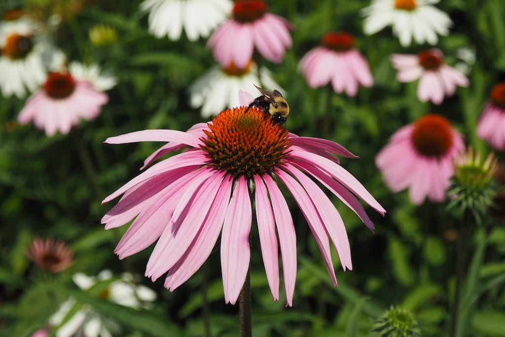 Esplanade Pollinator BioBlitz