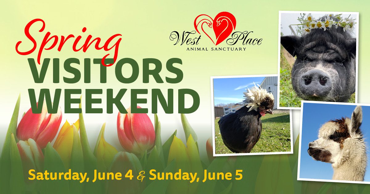 Spring Visitors Weekend at West Place Animal Sanctuary