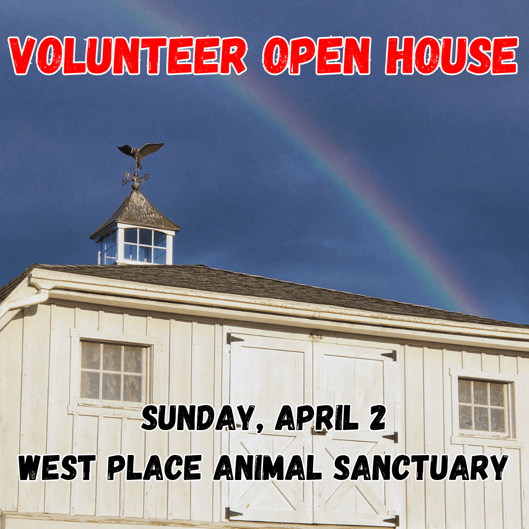 Volunteer Open House at West Place Animal Sanctuary